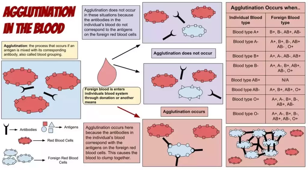 Agglutination