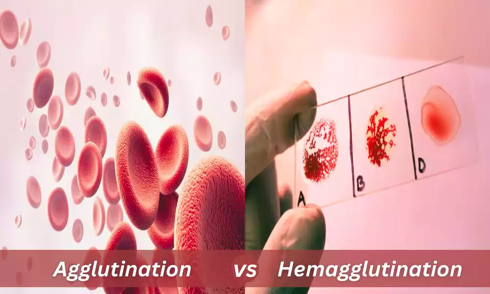 Agglutination and Hemagglutination of the best 7 difference