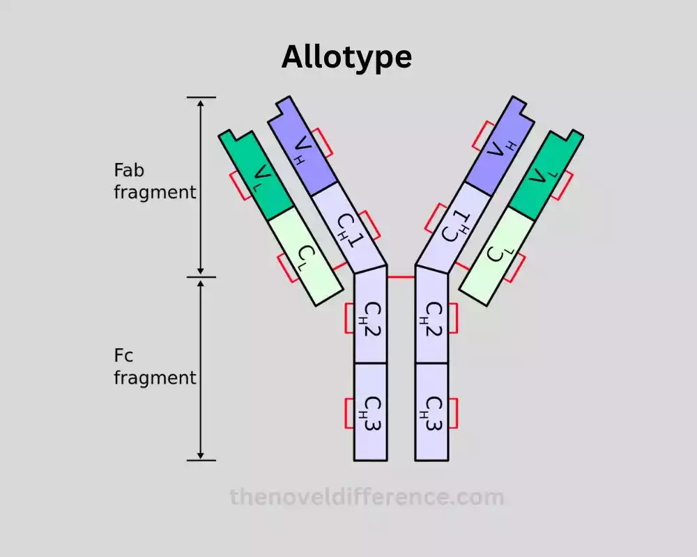 Allotype