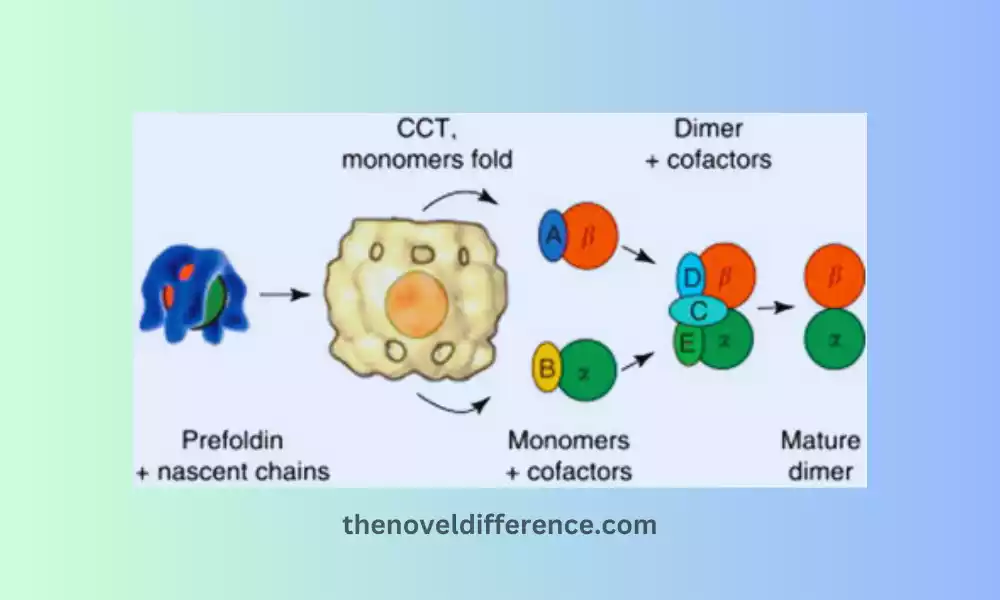 Alpha Tubulin