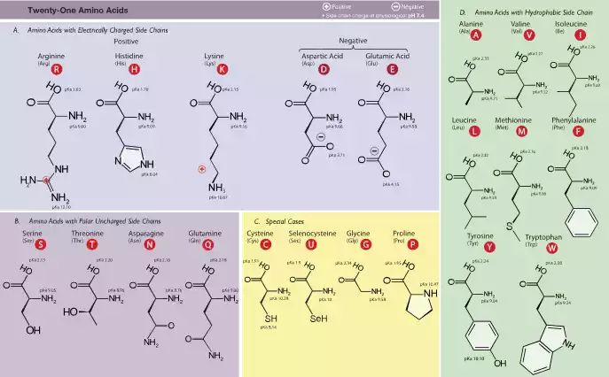 Amino Acids