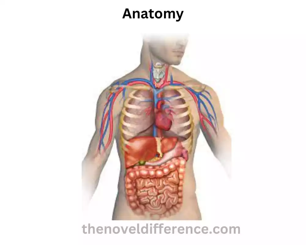 Anatomy