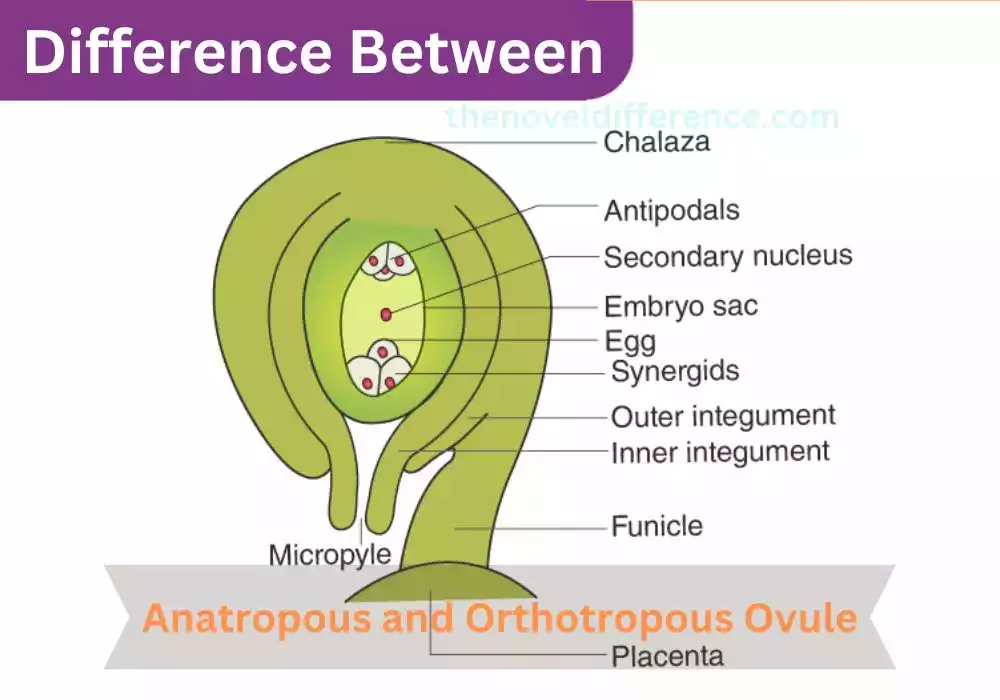 Difference Between Anatropous and Orthotropous Ovule