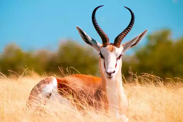 Antelope