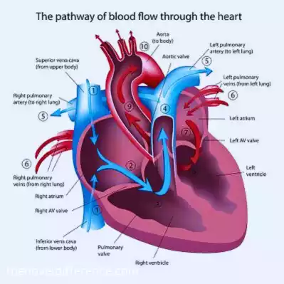 Aorta