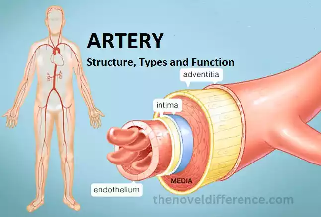 Artery