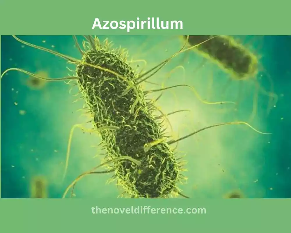 Azospirillum