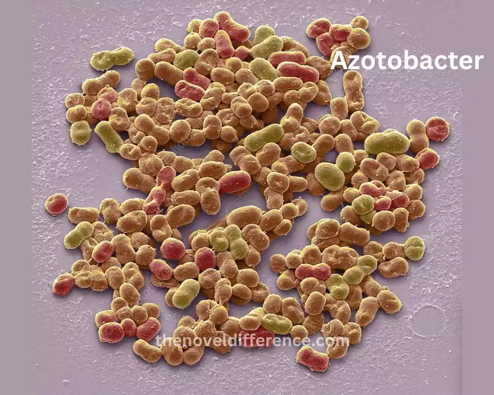 Azotobacter