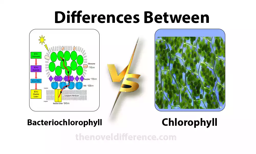 Difference Between Bacteriochlorophyll and Chlorophyll