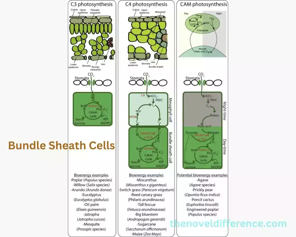 Bundle Sheath Cells