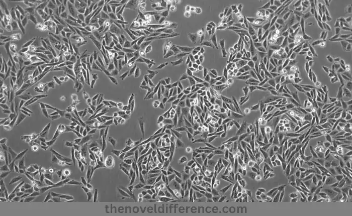 CHO-K1 Cell Line