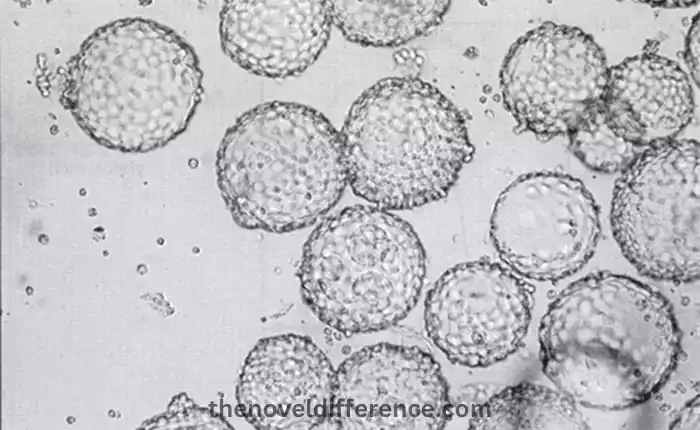 CHO-S Cell Line