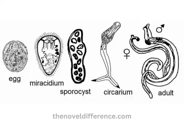 Cestodes