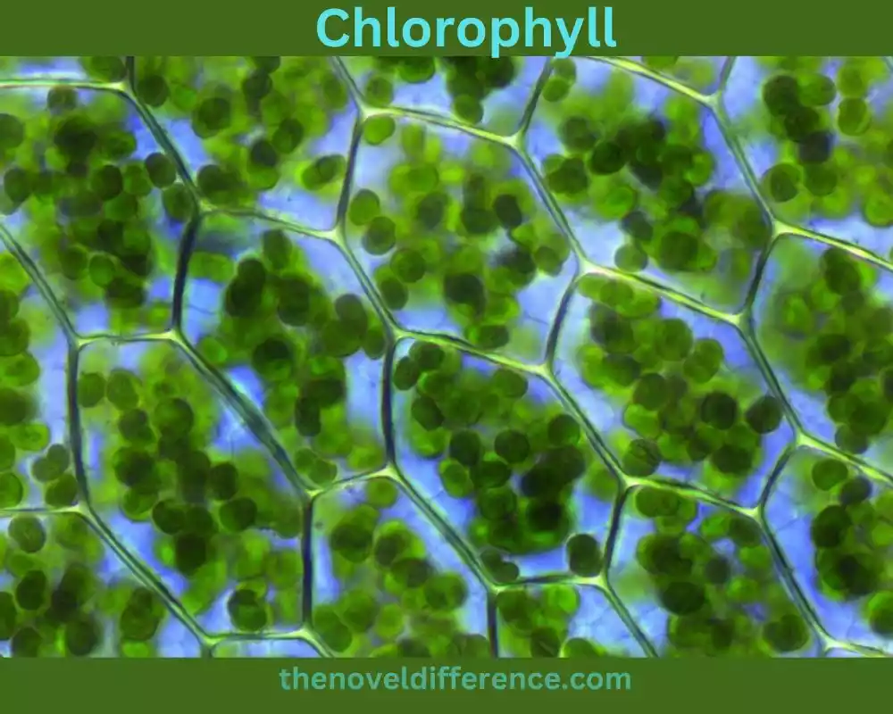 Chlorophyll