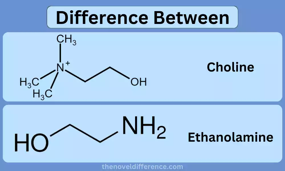 Difference Between Choline and Ethanolamine