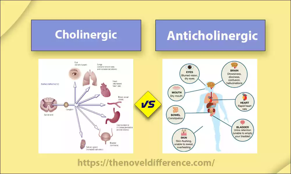 Difference Between Cholinergic and Anticholinergic