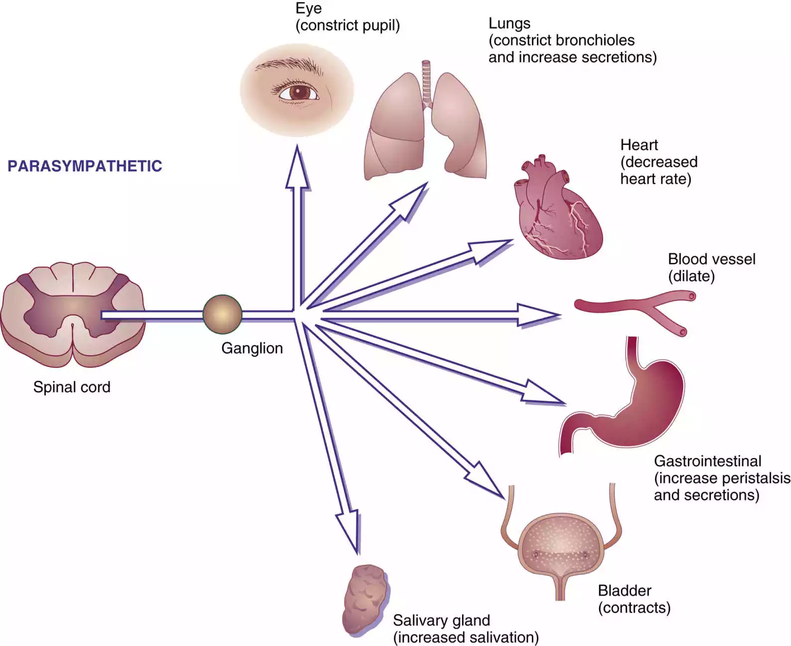 Cholinergic