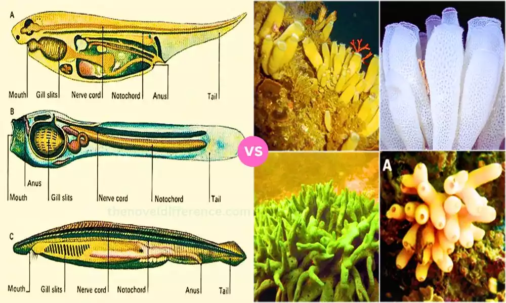 Difference Between Chordates and Non Chordates