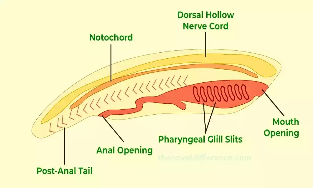 Chordates