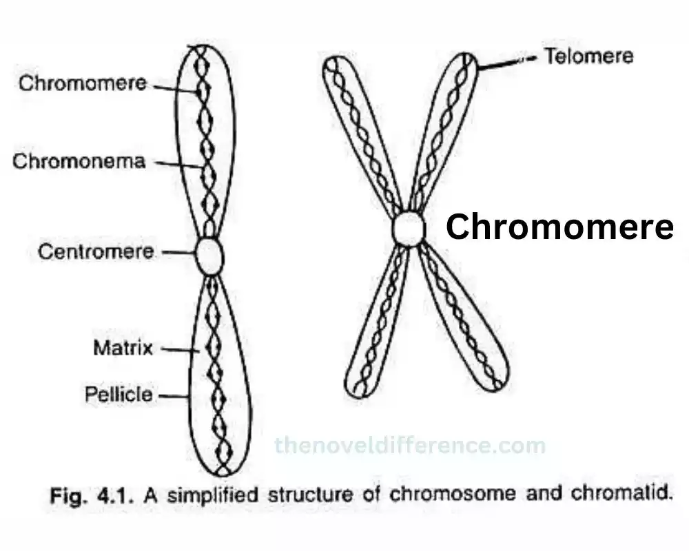 Chromomere