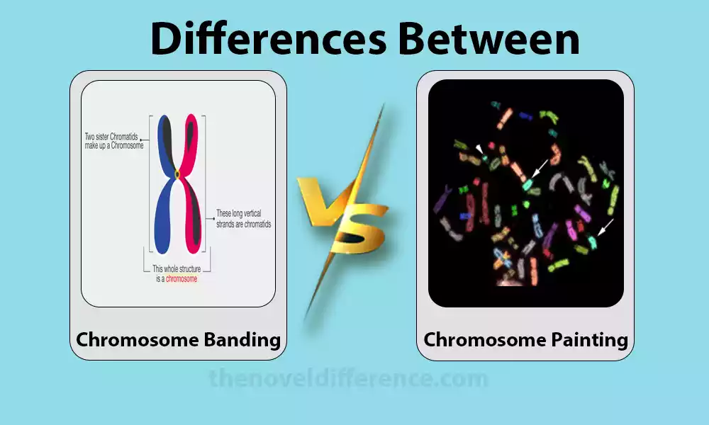 Difference Between Chromosome Banding and Chromosome Painting