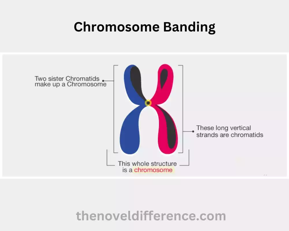 Chromosome Banding