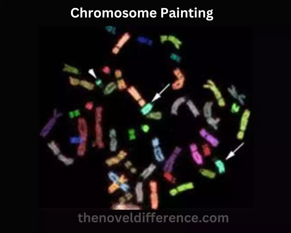 Chromosome Painting