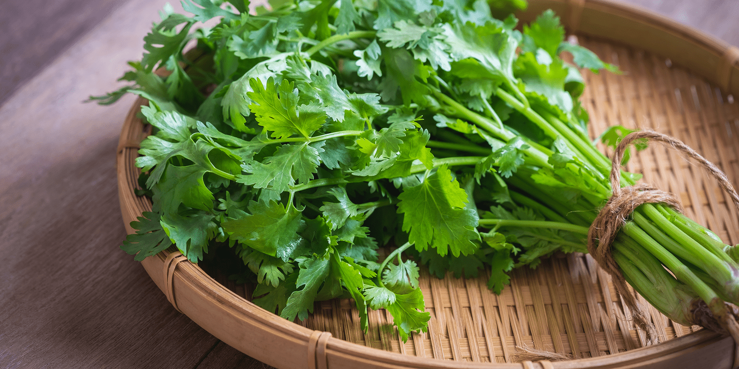 Cilantro