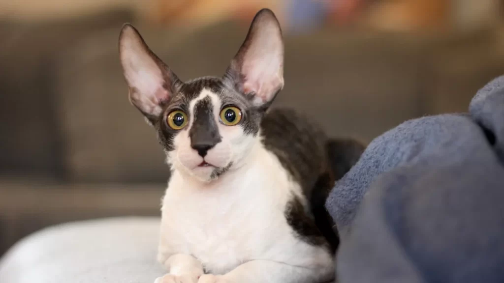 Cornish Rex cats