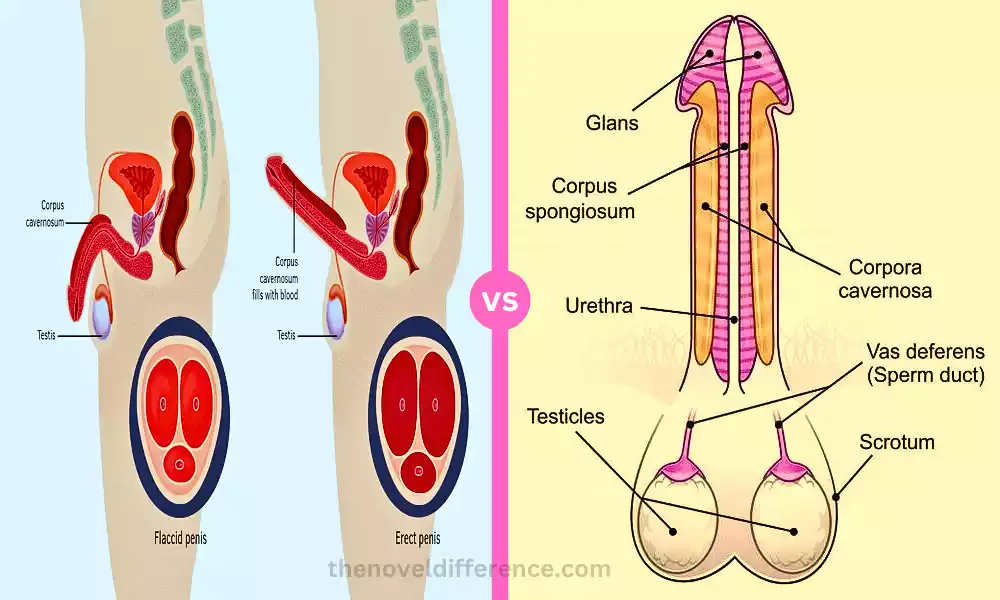 Difference Between Corpus Cavernosum and Corpus Spongiosum