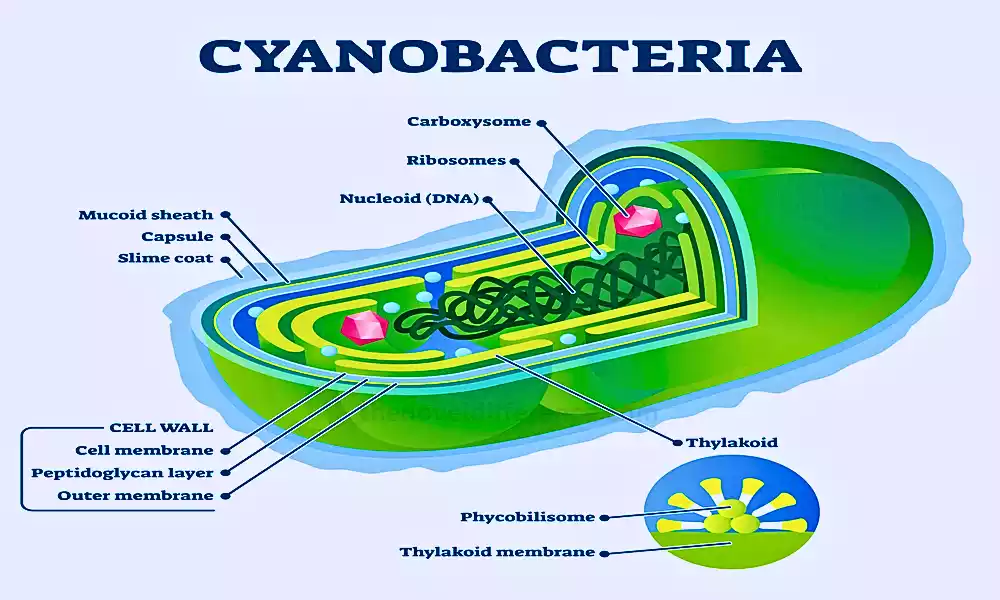 Cyanobacteria