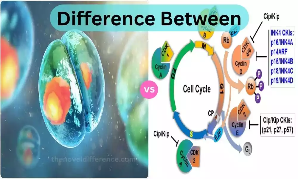 Difference Between Cyclins and Cyclin-Dependent Kinases