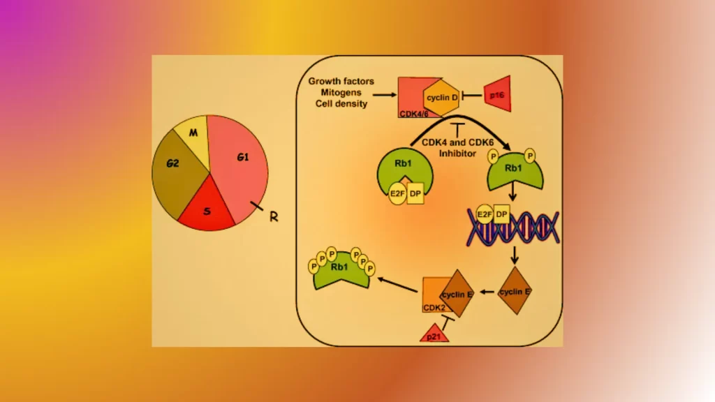 Cyclins-and-Cyclin-Dependent-Kinases