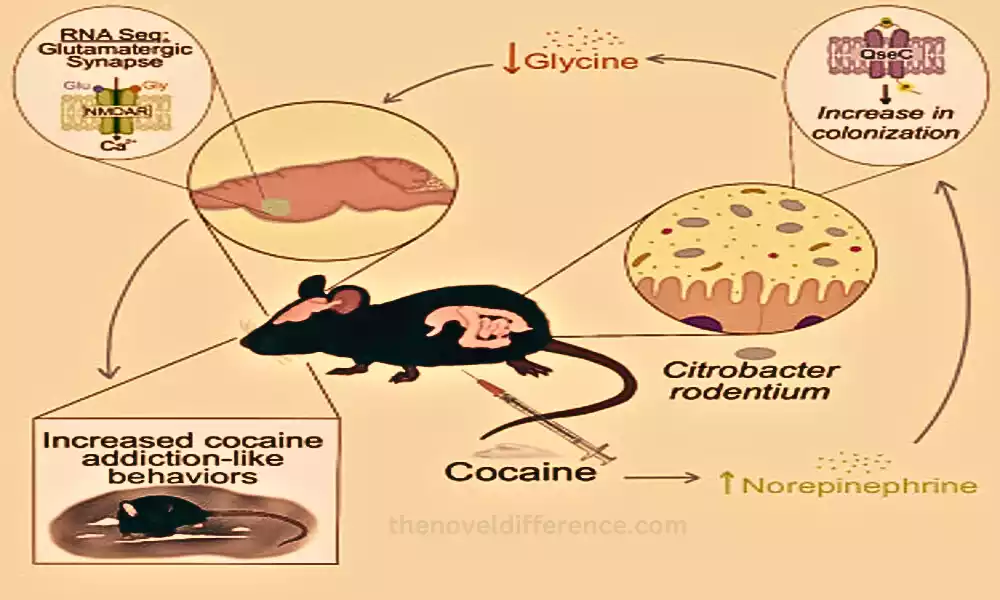 Definition of Proteobacteria