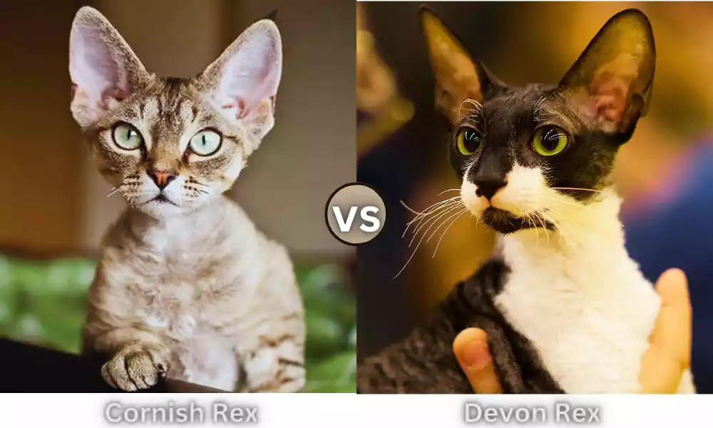 Between Devon Rex and Cornish Rex 10 best difference