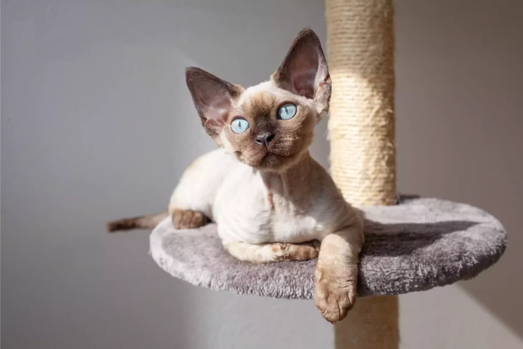 Devon Rex cats