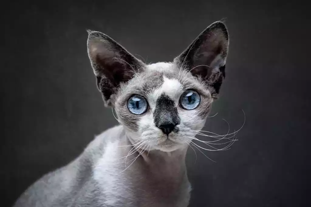 Devon Rex