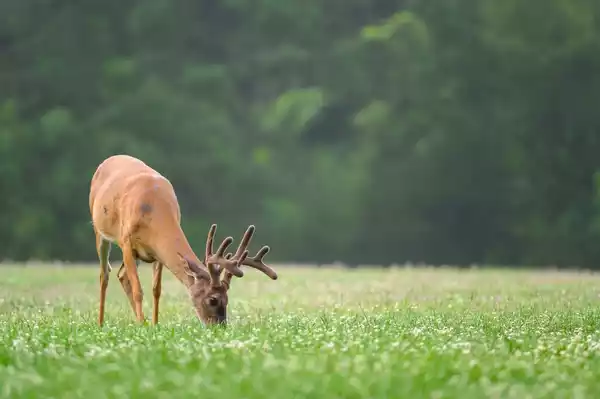 Diet and Feeding Habits of Deer