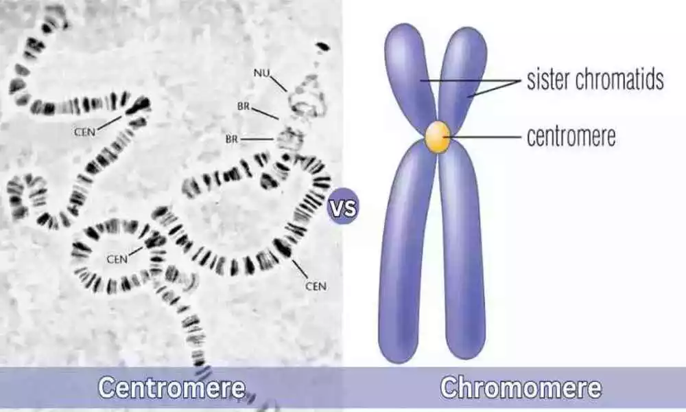 Difference Between Centromere and Chromomere