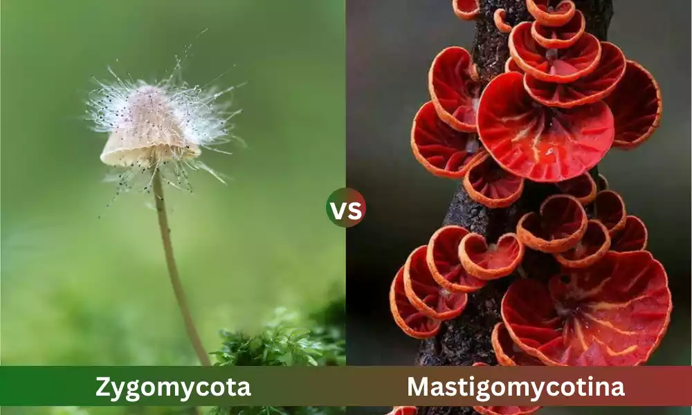 What Is The Difference Between Mastigomycotina and Zygomycota