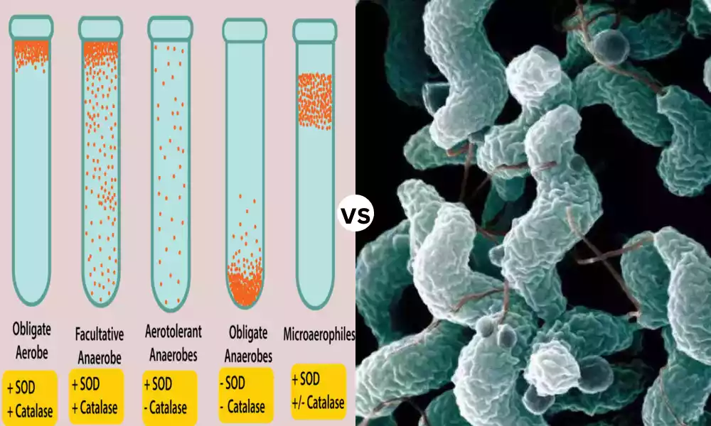 What Is The Difference Between Microaerophilic and Capnophilic