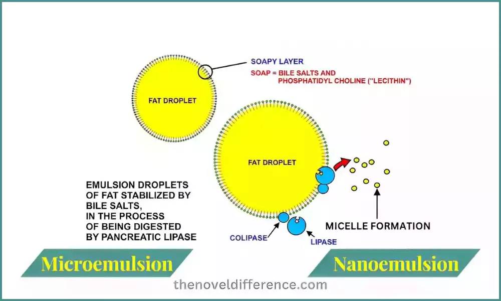 What Is The Difference Between Microemulsion and Nanoemulsion