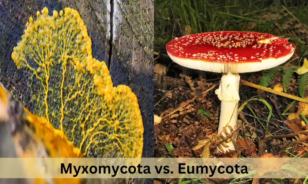 What is the Difference Between Myxomycota and Eumycota