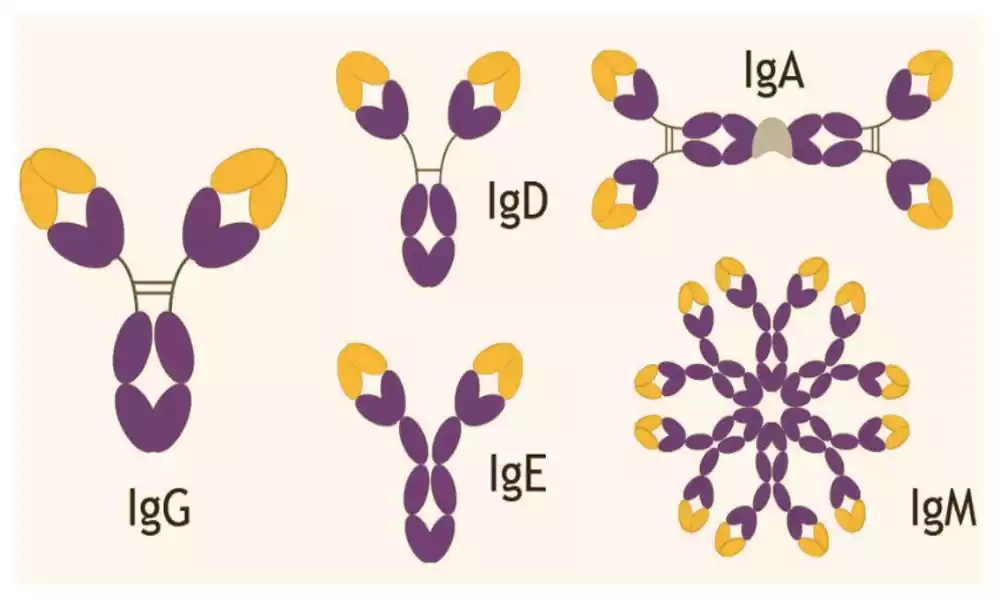 Differences between IgG IgM IgA IgE and IgD