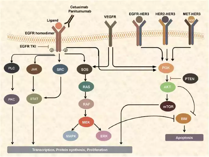 EGFR (Epidermal Growth Factor Receptor)