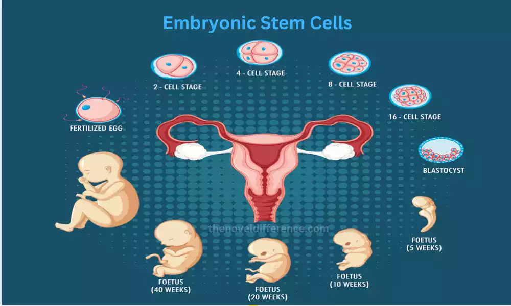 Embryonic Stem Cells