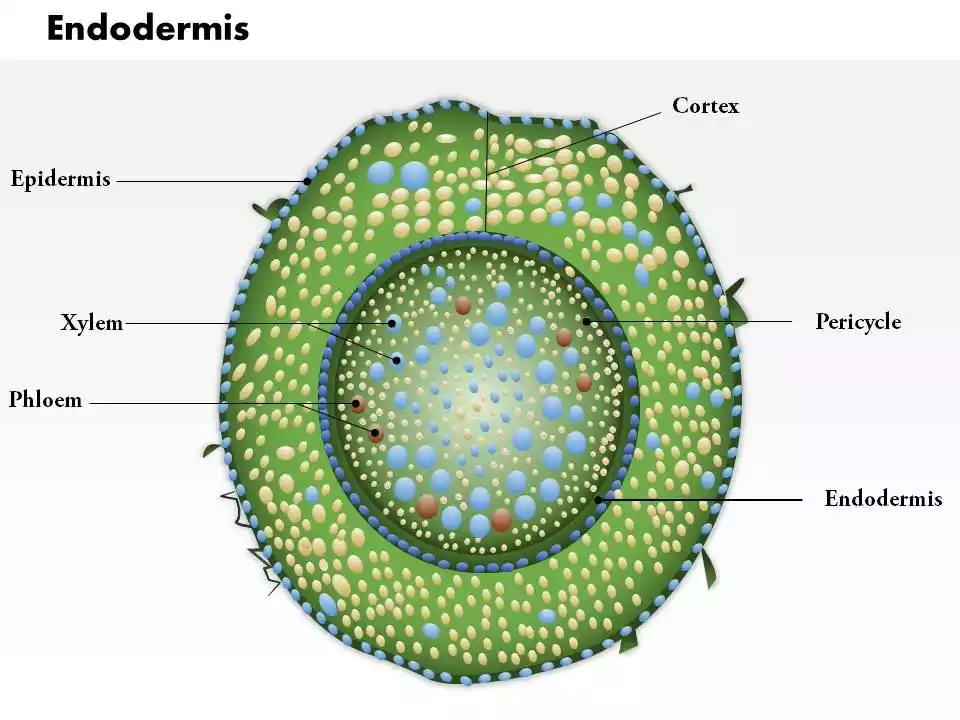 Endodermis