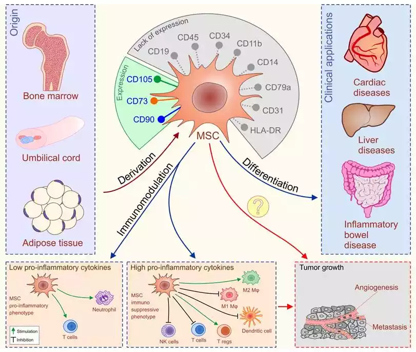 Ethical and Safety Issues of Stem Cells