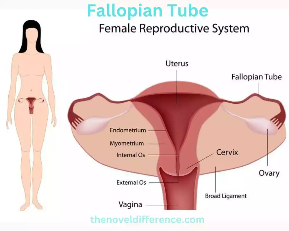 Fallopian Tube