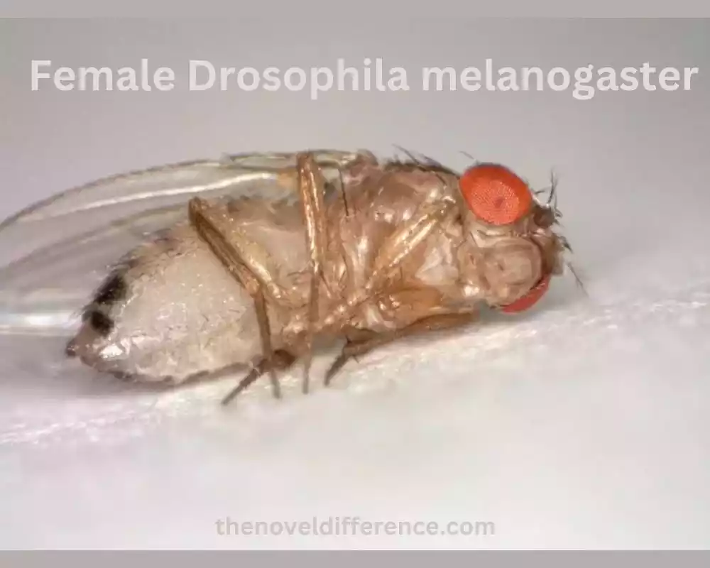 Female Drosophila melanogaster